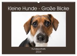 Kleine Hunde – Große Blicke (Wandkalender 2024 DIN A2 quer), CALVENDO Monatskalender von Akrema-Photography,  Akrema-Photography