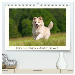 Kleine Islandhunde entdecken die Welt (hochwertiger Premium Wandkalender 2024 DIN A2 quer), Kunstdruck in Hochglanz von Scheurer,  Monika