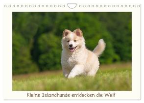 Kleine Islandhunde entdecken die Welt (Wandkalender 2024 DIN A4 quer), CALVENDO Monatskalender von Scheurer,  Monika