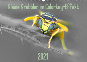 Kleine Krabbler im Colorkey-Effekt (Wandkalender 2021 DIN A2 quer) von Blickwinkel,  Dany´s