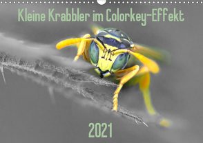 Kleine Krabbler im Colorkey-Effekt (Wandkalender 2021 DIN A3 quer) von Blickwinkel,  Dany´s