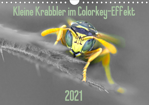 Kleine Krabbler im Colorkey-Effekt (Wandkalender 2021 DIN A4 quer) von Blickwinkel,  Dany´s