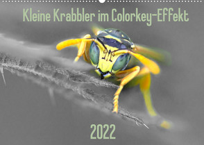 Kleine Krabbler im Colorkey-Effekt (Wandkalender 2022 DIN A2 quer) von Blickwinkel,  Dany´s