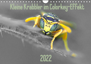 Kleine Krabbler im Colorkey-Effekt (Wandkalender 2022 DIN A4 quer) von Blickwinkel,  Dany´s