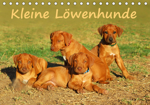 Kleine LöwenhundeAT-Version (Tischkalender 2021 DIN A5 quer) von van Wyk - www.germanpix.net,  Anke