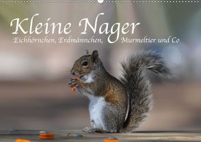 Kleine Nager – Eichhörnchen Erdmännchen, Murmeltier und Co (Wandkalender 2020 DIN A2 quer) von Styppa,  Robert