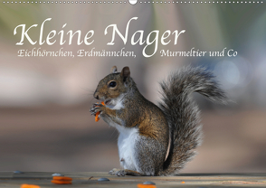 Kleine Nager – Eichhörnchen Erdmännchen, Murmeltier und Co (Wandkalender 2021 DIN A2 quer) von Styppa,  Robert