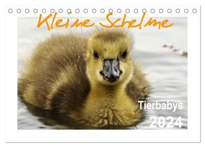 Kleine Schelme – Tierbabys (Tischkalender 2024 DIN A5 quer), CALVENDO Monatskalender von Düll,  Sigrun