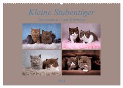 Kleine Stubenstiger (Wandkalender 2024 DIN A2 quer), CALVENDO Monatskalender von Bürger,  Janina