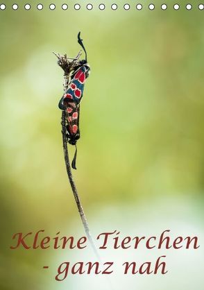 Kleine Tierchen – ganz nah (Tischkalender immerwährend DIN A5 hoch) von Kulla,  Alexander