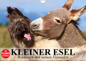 Kleiner Esel. Boldewyn mit seinen Freunden (Wandkalender 2023 DIN A4 quer) von Stanzer,  Elisabeth