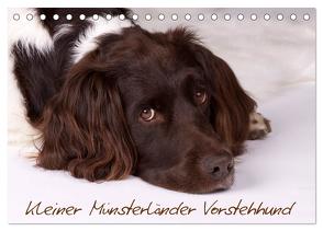 Kleiner Münsterländer Vorstehhund (Tischkalender 2024 DIN A5 quer), CALVENDO Monatskalender von Gerlach,  Nadine