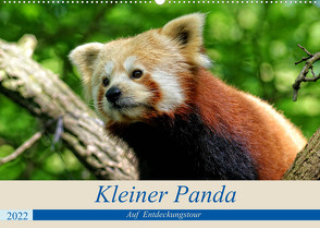 Kleiner Panda auf Entdeckungstour (Wandkalender 2022 DIN A2 quer) von Hebgen,  Peter