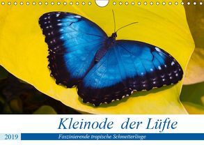 Kleinode der Lüfte – Faszinierende tropische Schmetterlinge (Wandkalender 2019 DIN A4 quer) von Maywald,  Armin