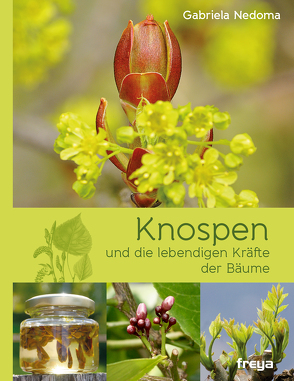 Knospen von Nedoma,  Gabriela