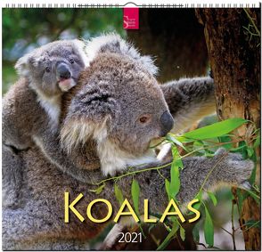 Koalas