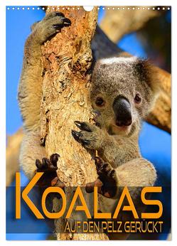 Koalas auf den Pelz gerückt (Wandkalender 2024 DIN A3 hoch), CALVENDO Monatskalender von Utz,  Renate