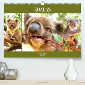 Koalas. Teddy-Alarm! (Premium, hochwertiger DIN A2 Wandkalender 2023, Kunstdruck in Hochglanz) von Hurley,  Rose