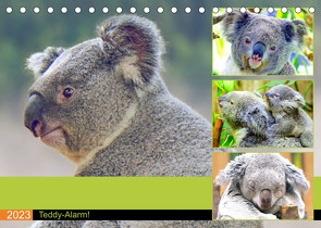 Koalas. Teddy-Alarm! (Tischkalender 2023 DIN A5 quer) von Hurley,  Rose