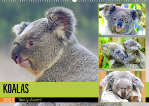 Koalas. Teddy-Alarm! (Wandkalender 2022 DIN A2 quer) von Hurley,  Rose