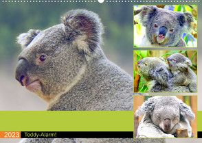 Koalas. Teddy-Alarm! (Wandkalender 2023 DIN A2 quer) von Hurley,  Rose