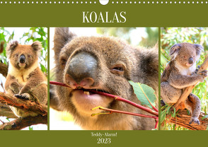 Koalas. Teddy-Alarm! (Wandkalender 2023 DIN A3 quer) von Hurley,  Rose