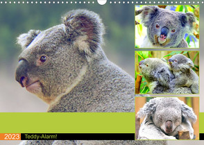 Koalas. Teddy-Alarm! (Wandkalender 2023 DIN A3 quer) von Hurley,  Rose