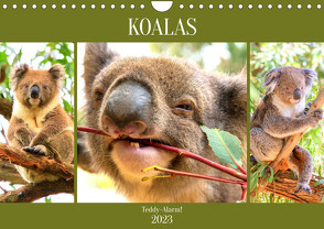 Koalas. Teddy-Alarm! (Wandkalender 2023 DIN A4 quer) von Hurley,  Rose