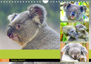 Koalas. Teddy-Alarm! (Wandkalender 2023 DIN A4 quer) von Hurley,  Rose