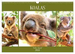 Koalas. Teddy-Alarm! (Wandkalender 2024 DIN A3 quer), CALVENDO Monatskalender von Hurley,  Rose