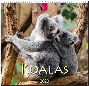 Koalas von Redaktion Verlagshaus Würzburg,  Bildagentur