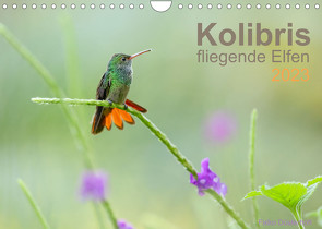 Kolibris – fliegende Elfen (Wandkalender 2023 DIN A4 quer) von Düsterhöft,  Falko