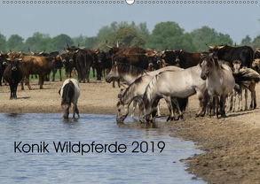 Konik Wildpferde 2019 (Wandkalender 2019 DIN A2 quer) von Gauger,  Jenny