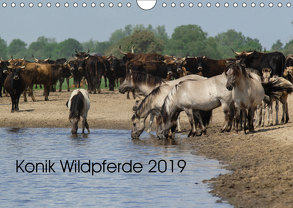 Konik Wildpferde 2019 (Wandkalender 2019 DIN A4 quer) von Gauger,  Jenny