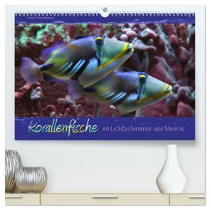 Korallenfische im Lichtschimmer des Meeres (hochwertiger Premium Wandkalender 2024 DIN A2 quer), Kunstdruck in Hochglanz von Schmidbauer,  Heinz