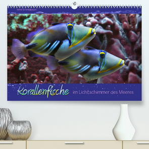 Korallenfische im Lichtschimmer des Meeres (Premium, hochwertiger DIN A2 Wandkalender 2023, Kunstdruck in Hochglanz) von Schmidbauer,  Heinz