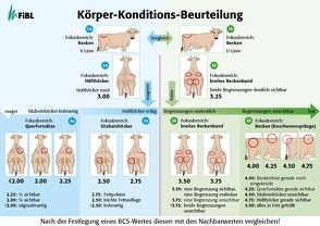 Körper-Konditions-Beurteilung von Ivemeyer,  Silvia, Notz,  Christophe, Spengler Neff,  Anet, Walkenhorst,  Michael