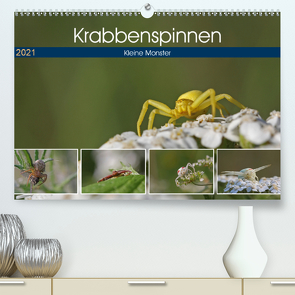 Krabbenspinnen – Kleine Monster (Premium, hochwertiger DIN A2 Wandkalender 2021, Kunstdruck in Hochglanz) von juehust