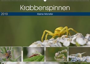 Krabbenspinnen – Kleine Monster (Wandkalender 2019 DIN A2 quer) von juehust