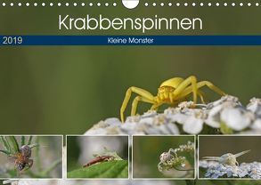 Krabbenspinnen – Kleine Monster (Wandkalender 2019 DIN A4 quer) von juehust