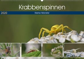 Krabbenspinnen – Kleine Monster (Wandkalender 2020 DIN A2 quer) von juehust