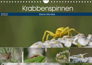 Krabbenspinnen – Kleine Monster (Wandkalender 2022 DIN A4 quer) von juehust