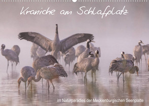 Kraniche am Schlafplatz – im Naturparadies der Mecklenburgischen Seenplatte (Wandkalender 2023 DIN A2 quer) von Pretzel - FotoPretzel,  André
