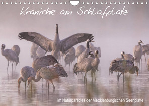 Kraniche am Schlafplatz – im Naturparadies der Mecklenburgischen Seenplatte (Wandkalender 2023 DIN A4 quer) von Pretzel - FotoPretzel,  André