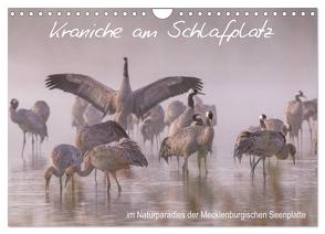 Kraniche am Schlafplatz – im Naturparadies der Mecklenburgischen Seenplatte (Wandkalender 2024 DIN A4 quer), CALVENDO Monatskalender von Pretzel - FotoPretzel,  André