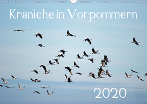 Kraniche in Vorpommern (Wandkalender 2020 DIN A3 quer) von Reinhold,  Siegfried