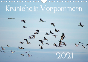 Kraniche in Vorpommern (Wandkalender 2021 DIN A4 quer) von Reinhold,  Siegfried