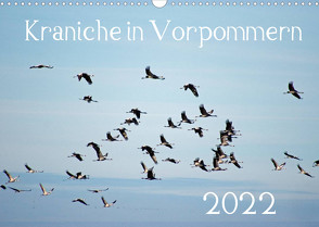 Kraniche in Vorpommern (Wandkalender 2022 DIN A3 quer) von Reinhold,  Siegfried