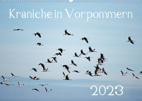 Kraniche in Vorpommern (Wandkalender 2023 DIN A2 quer) von Reinhold,  Siegfried