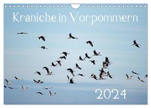 Kraniche in Vorpommern (Wandkalender 2024 DIN A4 quer), CALVENDO Monatskalender von Reinhold,  Siegfried